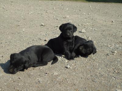 Labrador-Mischlings-Welpen suchen ein liebevolles Zuhause