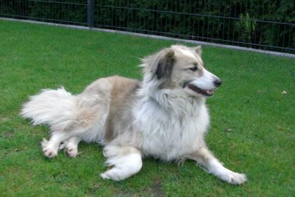 Julia, bildhübsche Hündin, Border Collie Mischling