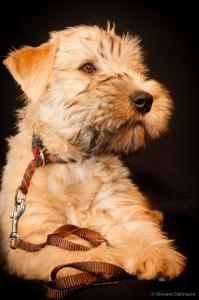 Irish Soft Coated Wheaten Terrier Welpen