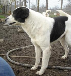 Mikos - Herdenschutzhund sucht hundeerfahrene Menschen!