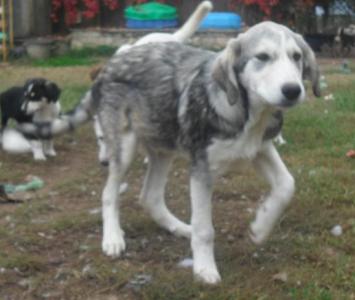 (Vorgemerkt!) Osiris - ist ein bildhübscher Hundejunge :)