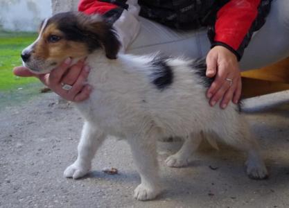 Alfie - hier sind Herdenschutzhunderfahrene Menschen gefragt!