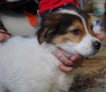 Alfie - hier sind Herdenschutzhunderfahrene Menschen gefragt!