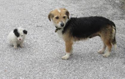 Skippy - eine handvoll süßer Hund ;)