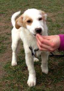 Troy - vorgemerkt - ein lieber, zurückhaltender Hundejunge :)