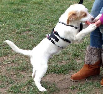 Troy - vorgemerkt - ein lieber, zurückhaltender Hundejunge :)