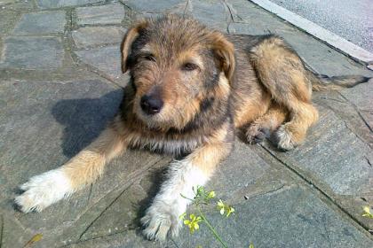 Betty - aufgeschlossener Welpe mag Katzen