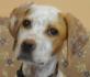 (reserviert) Cloe - toller Familienhund!