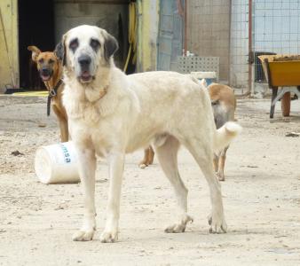 Atoss, wunderbarer Kangal