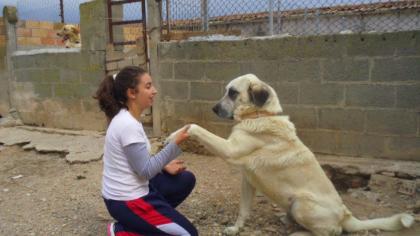 Atoss, wunderbarer Kangal