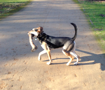 Hübscher junger Husky-Mischling