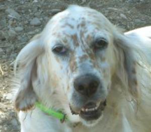 Lucy - engl. Setter für Liebhaber