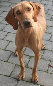 Amber- Traumhund sucht Zuhause