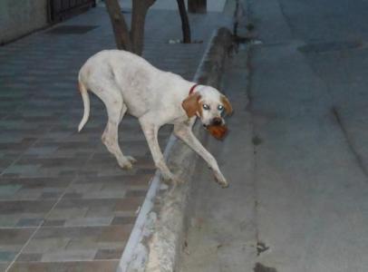 Brina -  Pointer Liebhaber aufgepasst! :)