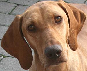 Amber- Traumhund sucht Zuhause