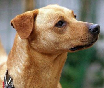 Coco -  sucht tolles Zuhause bei tollen Leuten