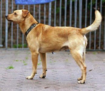 Coco -  sucht tolles Zuhause bei tollen Leuten