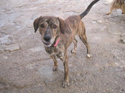 Hübscher Familien- und Anfängerhund Ringo