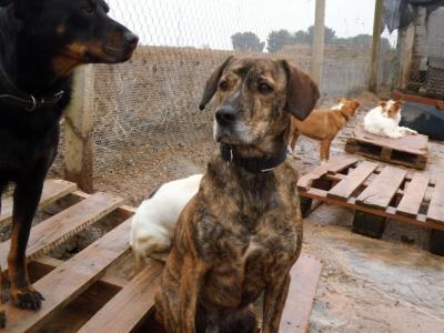 Hübscher Familien- und Anfängerhund Ringo