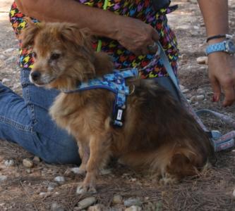 Issy-NOTFALL, ein älteres Hundemädchen sucht dringend eine Familie!
