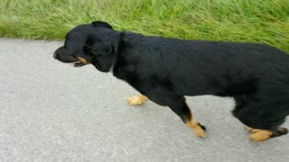 Schäferhund-Labradormischling