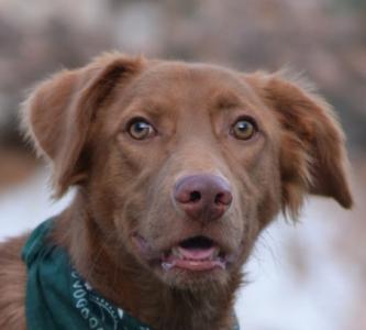 Nikki, ein sehr netter Australian Shepherd Mix!