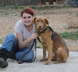 Nikki, ein sehr netter Australian Shepherd Mix!