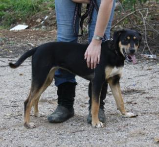 Seta, eine lustige Dobermannmixhündin - noch in Spanien