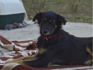 Naomi-Schäferhund Mix-reserviert