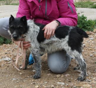 Kinoa-NOTFALL, süßes Schnauzermixmädchen sucht eine Familie!