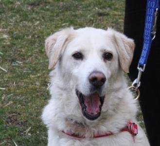 Ricky, wundervoller Hundesenior sucht Familienanschluss -