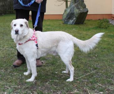 Ricky, wundervoller Hundesenior sucht Familienanschluss -