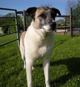 Roxanne - Herdenschutzhund sucht hundeerfahrene Menschen!