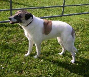 Roxanne - Herdenschutzhund sucht hundeerfahrene Menschen!