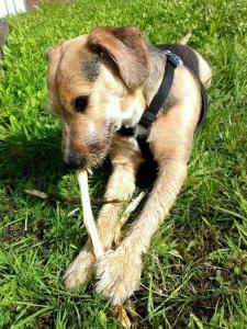 Hund in liebevolle tierliebe Hände anzugeben