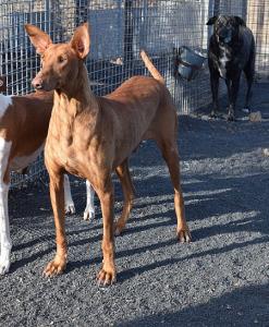 Jeronimo, wunderschöner Podenco