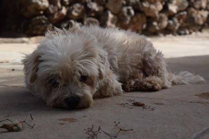 Paco, blinder Bichon maltais