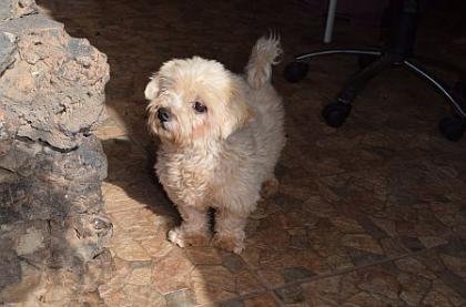 Paco, blinder Bichon maltais