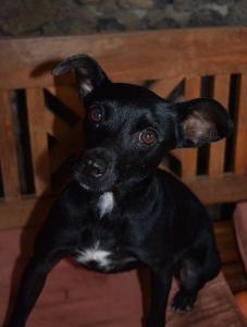 Guapa, kleines Pinscher-Mix-Mädel