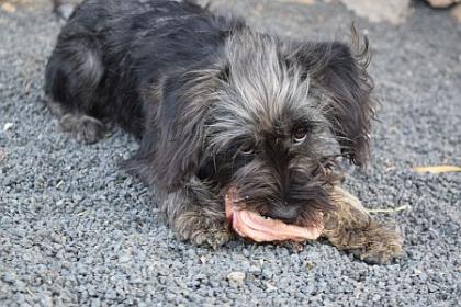 Jessi, junges Schnauzer-Mix-Mädel