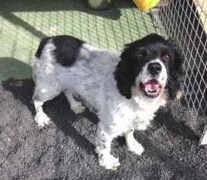 Paquito, wunderbarer Spaniel-(Mix)