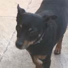 Willi, lieber kleiner Pinscher