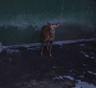 NOTFALL - Elena wartet in der Tötungsstation