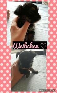 Noch 3 süße Welpen zu haben ♡