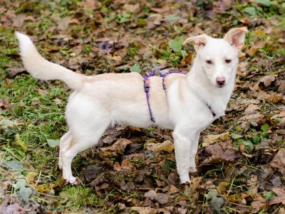 Sofie -Pflegestelle gefunden / Reserviert