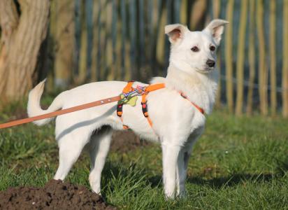 Meggy-Pflegestelle gefunden/ Reserviert