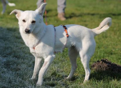 Meggy-Pflegestelle gefunden/ Reserviert