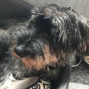 Rango - Mittelschnauzer / Reserviert