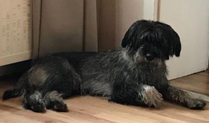 Rango - Mittelschnauzer / Reserviert