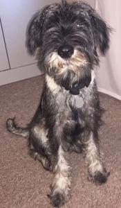 Rango - Mittelschnauzer / Reserviert